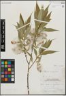 Foto von Salix lucida Muhl.